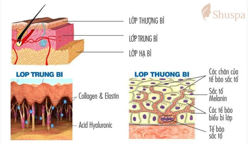 Hiểu về cấu trúc da là bước đầu tiên để tìm hiểu về cách chăm sóc da chuyên sâu
