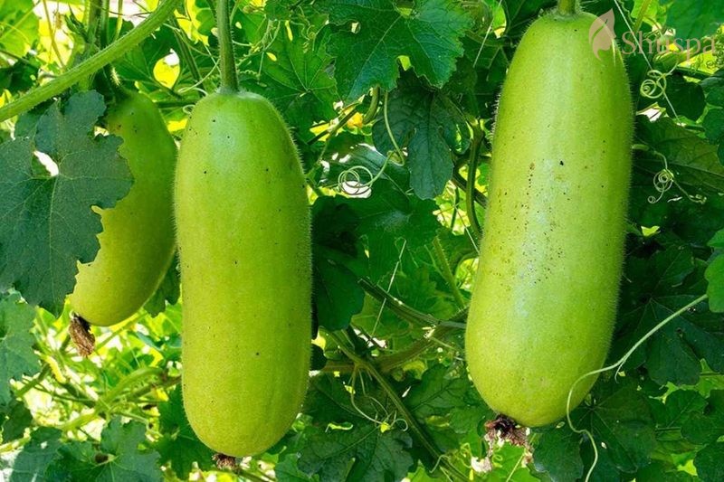 Để sử dụng cao bí đao hiệu quả người dùng có thể kết hợp với các phương pháp trị mụn khác